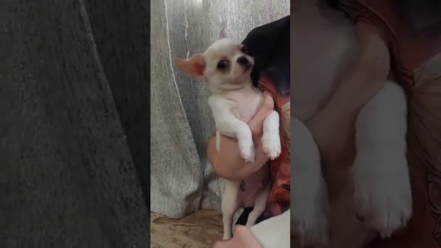 АХИЛЛЕС  Елисеевич продажа чихуахуа питомник Кастропуло от заводчика +79787458062 смотреть онлайн