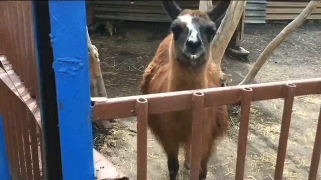 Маленький выходной! ЗООПАРК В ПРИДОРОЖНОМ! смотреть онлайн