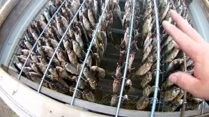 Холодное копчение рыбы чебак карась плотва. Коптильня холодного копчения