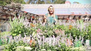 Plant of the Week: Agastache 'Blue Fortune'