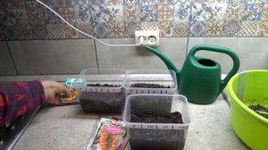 Ранний посев томатов на рассаду 2021. Сорта томатов. Для чего мне нужна ранняя рассада помидоров