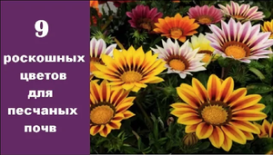 ❀ 9 роскошных цветов для песчаных почв