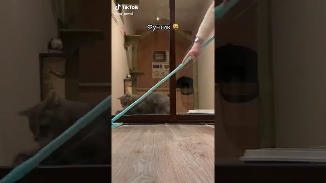 Фунтик контролирует качество уборки  в Зоогостинице Cat Town😻