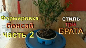 2.Формировка БОНСАЙ стиль ТРИ БРАТА. ЧАСТЬ 2Formation BONSAI style THREE BROTHERS.mp4