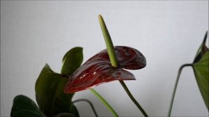 Антуриум Black Love