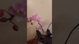 #Phalaenopsis #Jiaho's_Pink_Girl #цветение