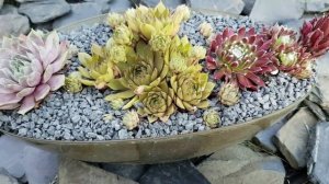 3 варианта рассадки Молодил: для сада, дачи, балкона