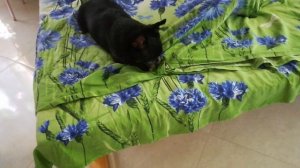 чихуахуа Мика грызет кончик одеяла