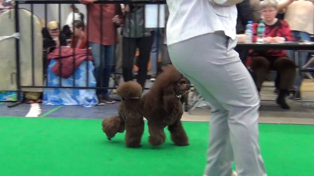 566 24.04.2022. Моно пуделей. Екатеринбург. USTINYA IZ KAZANSKOGO HANSTVA смотреть онлайн