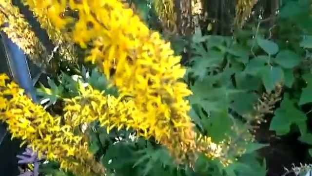 #lugilaria #бузульник / Бузульник Пржевальского(лат.lugilaria Przewalskii). Секрет агротехники