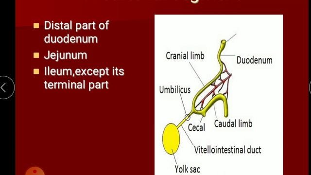 Development of GIT 4- Midgut derivatives смотреть онлайн