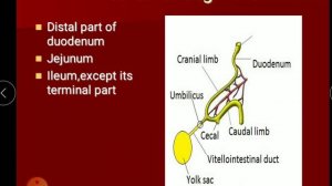 Development of GIT 4- Midgut derivatives