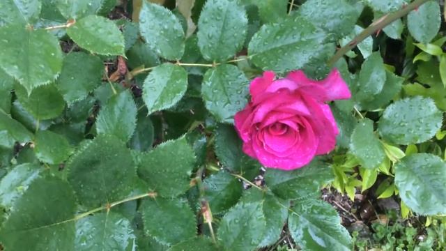 Rose violette parfumée sous la pluie смотреть онлайн