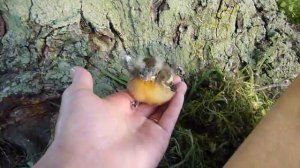 Baby bird video for Emmy & Lilah Part 3.MOV