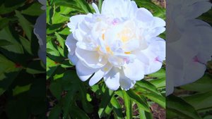 😍 ПИОНЫ  / Allan Rogers - Аллан Роджерс - Алан Роджерс / Красивая спокойная музыка