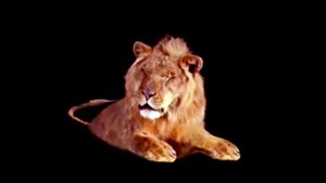 Leo The Lion Footage