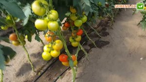 Томат Зульфія F1 (Rijk Zwaan) Культура в полі