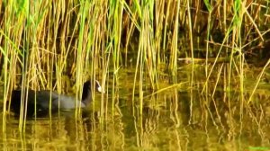 Лысуха - водоплавающая птица (Fulica atra)