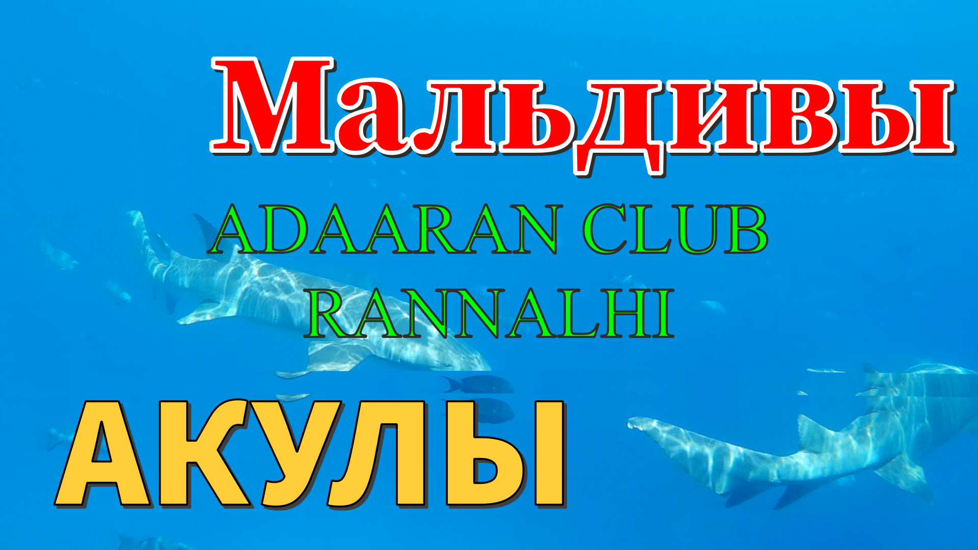 Мальдивы. Акулы. Maldives. Sharks. ADAARAN CLUB RANNALHI.