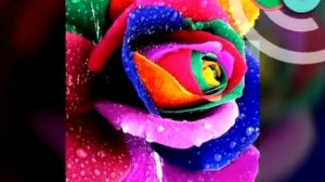 Яркие картинки.