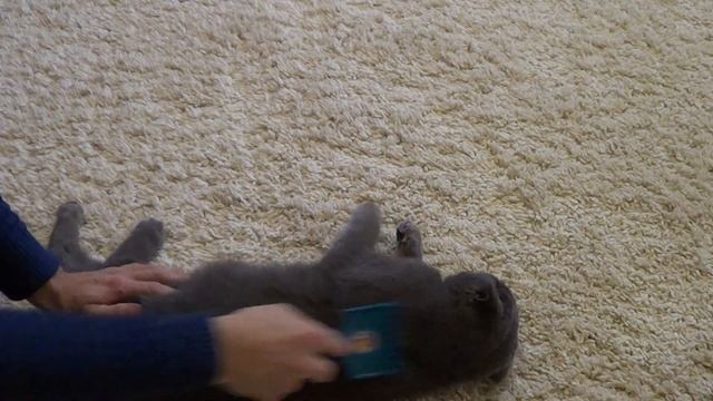 Как Вычесать Кота или Как расчесать Кота от шерсти правильно. Что делать если Кот сильно линяет смотреть онлайн