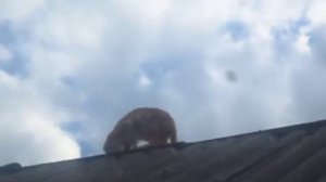 Любопытное поведение кошки на крыше