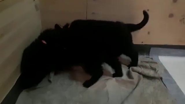 Чёрные щенки немецкой овчарки 1 месяц смотреть онлайн