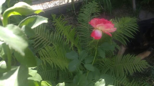 РОЗЫ В ИЮНЕ. КОМПАНЬОНЫ ДЛЯ РОЗ. Флорибунда Юбилей Принца Монако смотреть онлайн