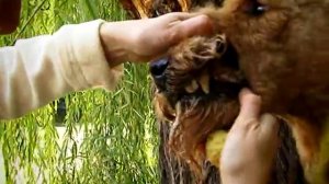 #281 Мир увлечений. Эрдельтерьер