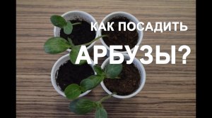 Как посадить арбузы на рассаду? Как вырастить арбуз? Как поливать арбузы?