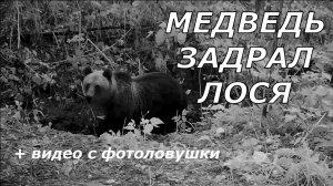 Медведь задрал лося и попал в кадр фотоловушки.
