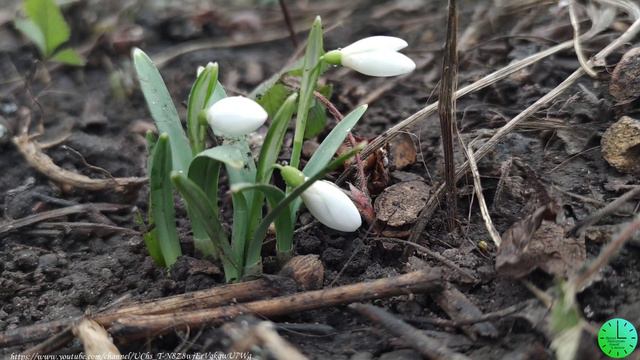 Пение птиц в весеннем лесу лекарство для души и тела/Звуки природы/Birdsong/Sounds of nature/Relax
