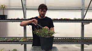 Plectranthus ernstii - обрезка и формирование