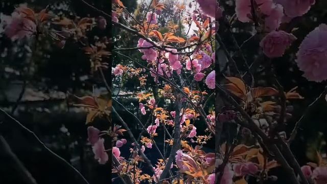 Розовая сакура, расцвела. #сакура #япония смотреть онлайн