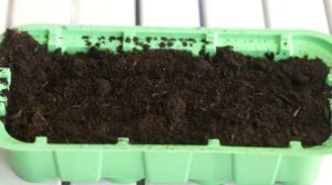 Как сажать мелкие семена? Разбираем на примере семян петуньи.