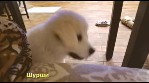 Щенок попрошайка. Лает и требует.