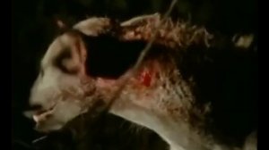 Львы самые ярые враги гиен. Ненависть львов.