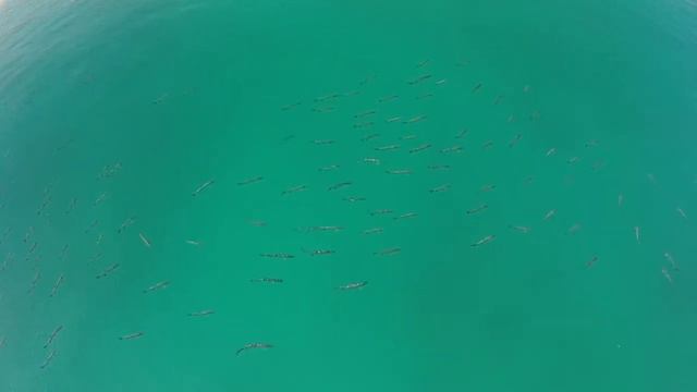 Tarpon Drone | Best Drone Shoot | Drone Fishing смотреть онлайн