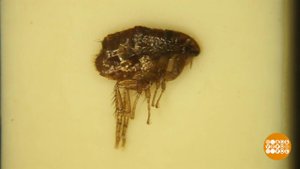 Обуть блоху: как тебе такое, Илон Маск?! Доброе утро. Фрагмент выпуска от 26.11.2019