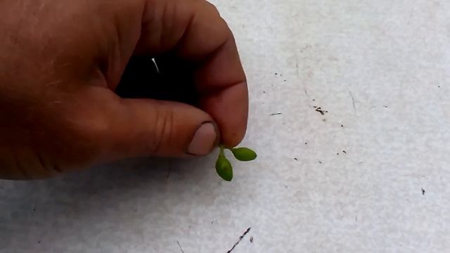 поражения ягод винограда, милдью, оидиумом, и солнечный ожог ягод смотреть онлайн