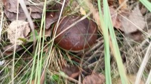 Грибы 3 октября. Поиск съедобных грибов ?