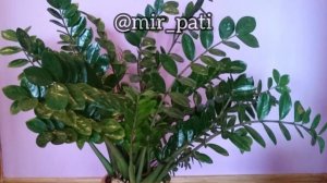 ПОЧЕМУ ЗАМИОКУЛЬКАС НЕ РАСТЁТ! ЧТО ДЕЛАТЬ?