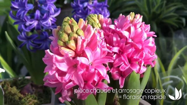 Củ giống hoa tiên ông hay còn gọi là dạ Lan hương chỉ 7k/1 củ. Sdt liên hệ: 0348,864,093 смотреть онлайн