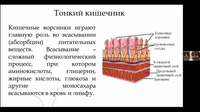 Физиология пищеварения
