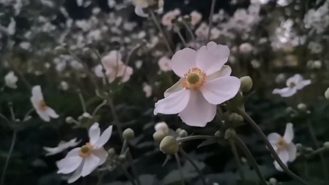 Őszi szellőrózsa (Anemone hupehensis) смотреть онлайн