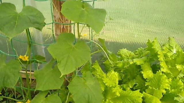 Огород в селе . Что сажаю на огороде . смотреть онлайн