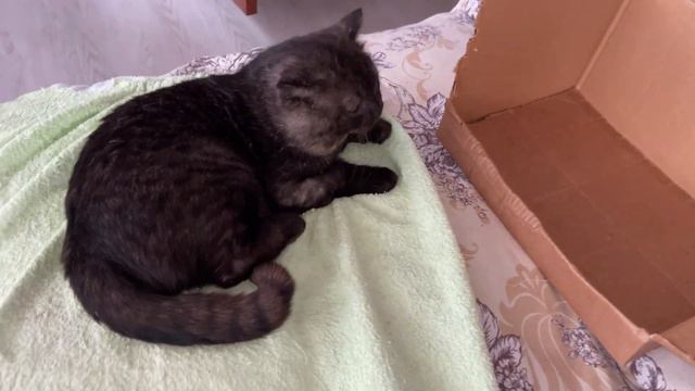 Ощупываю ранки Мыра. смотреть онлайн