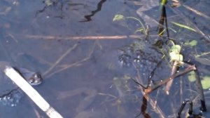 Размножение лягушек (reproduction of frogs)