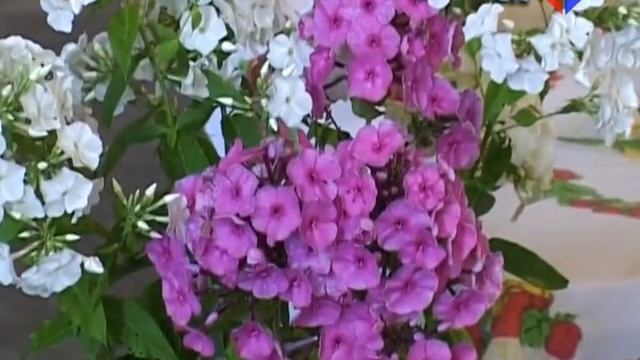 Скоро состоится традиционная выставка цветов и даров природы «Осенний букет» смотреть онлайн