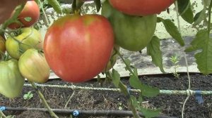 О сортах томатов "Цифомандра"